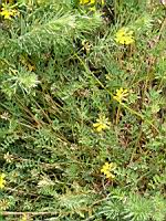 Anthyllide vulneraire (2) (Photo F. Mrugala)